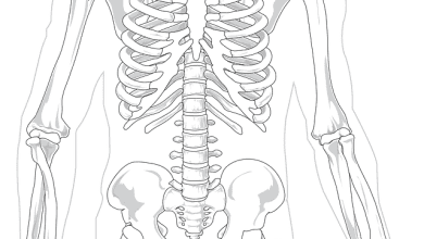 Humans Ribs Anatomy
