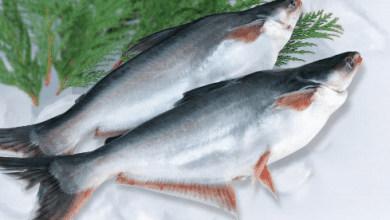 swai fish