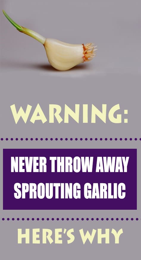 This garlic is very rich in antioxidants, such as allyl disulfide, allicin and alliin. The survey was conducted by the Institute for Medical Research and to show that matured and sprouting garlic is the perfect choice for treatment.