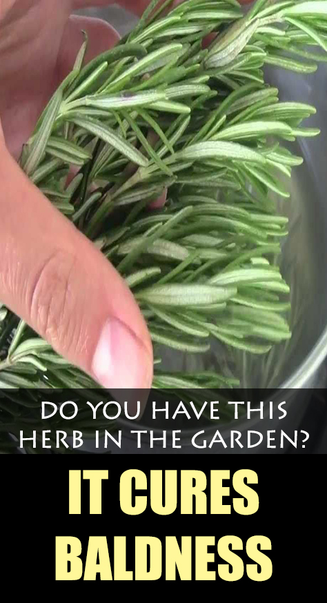 According to a latest research, rosemary prevents aging and it also works as potent antioxidant agent.