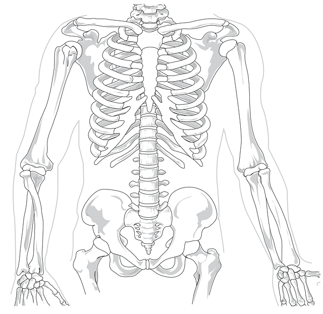 Humans Ribs Anatomy